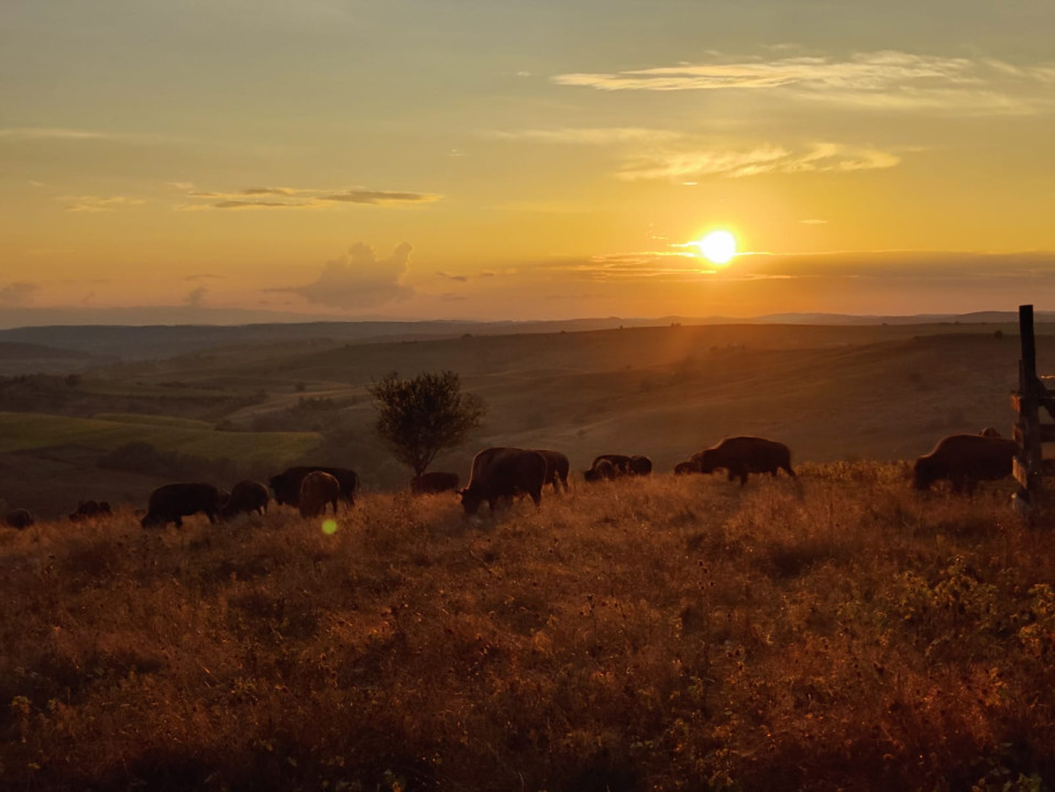 Oportunitate investitie/Afacere - Teren 70 ha + turmă bizoni - Marpod - Chirpăr